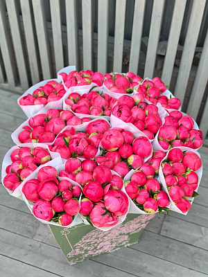Охапка пионов Coral Charm